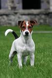 JACK RUSSEL 322